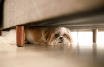 Troubleshooting: Why Does My Dog Not Give Me His Paw?