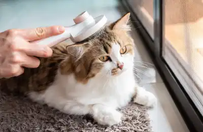 How to Fix Matted Hair on a Cat