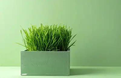 indoor grass in pot