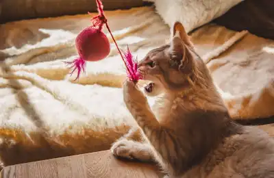 How Do I Stop My Cat from Eating Litter