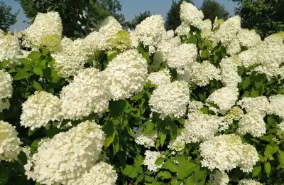 white Hydrangeas
