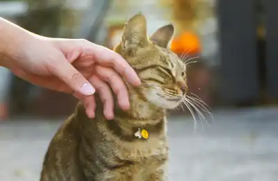 How to Train a Cat Not to Knock Things Over