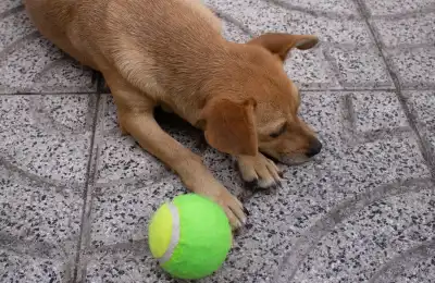 Dog has lost interest in play
