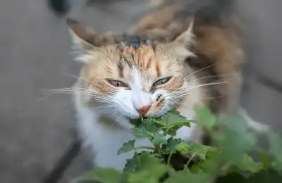 Why Do Cats Like Catnip So Much