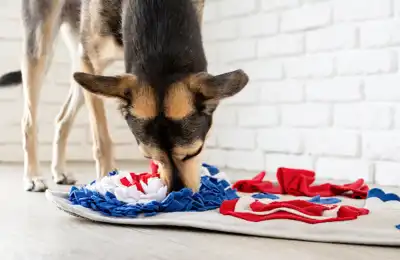 Image of a dog playing with a snuffle mat.