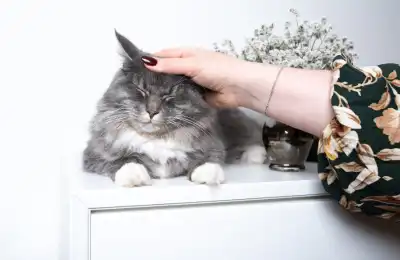 happy cat being stroked on head