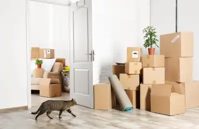 Cat surrounded by cardboard moving boxes
