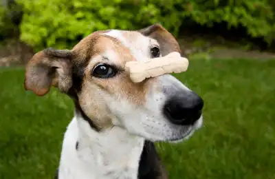 Dog with a treat on its nose