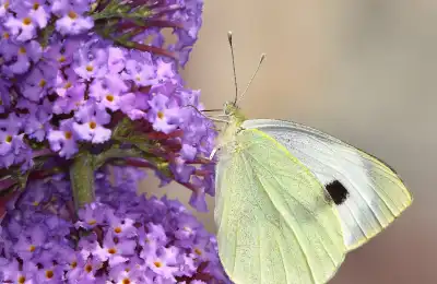 purple Buddleja flowers