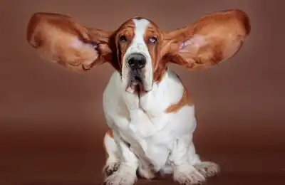 Dogs That Don't Need Much Walking