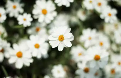 daisies april birth flower