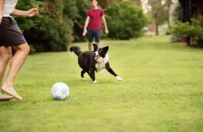 dog playing football with owners