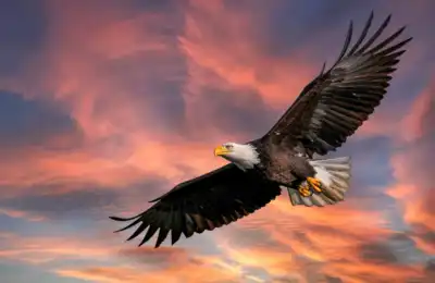 eagle symbol