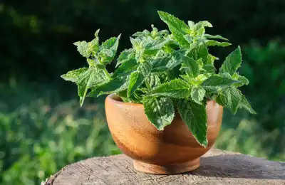Lemon Balm