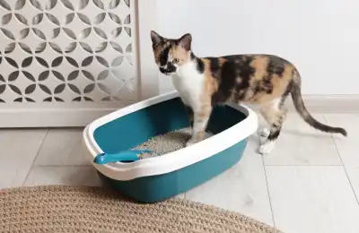 Is Eating Litter Normal Cat Behaviour