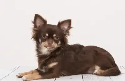 longest living small dog breed