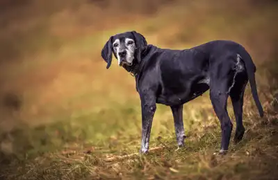 Do Older Dogs Dream Less?