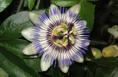 Passionflower