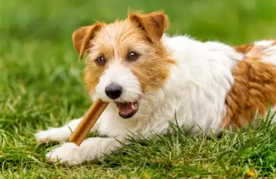 Helping Your Dog Stay Calm During the Visit