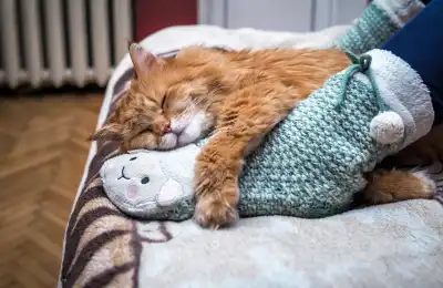 cat sleeping at owner's feet