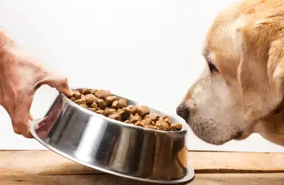 Dog sniffing its food
