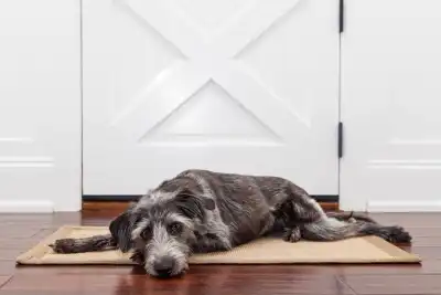 A sad dog sitting on a door mat in front of a door