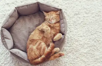 Cat sleeping in its bed