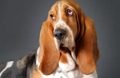 What Is the Most Non-Aggressive Dog Breed?