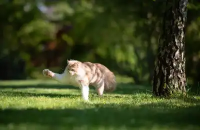 Why Do Cats Eat Bugs