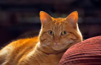 Can Cats See Ghosts and Spirits