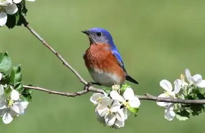 The Bluebird as a Spiritual Messenger