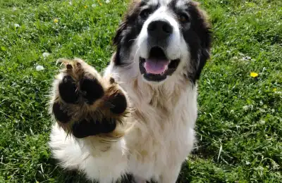 How to Teach a Dog to High Five