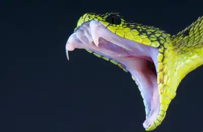 Common Snake Dreams