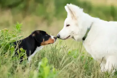 Socialise Your Dog From a Young Age
