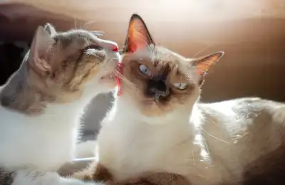 bonded cats grooming each other