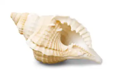 The Conch Shell (Shankha) hindu symbol