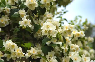 Jasmine