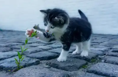 kitten playing with flower