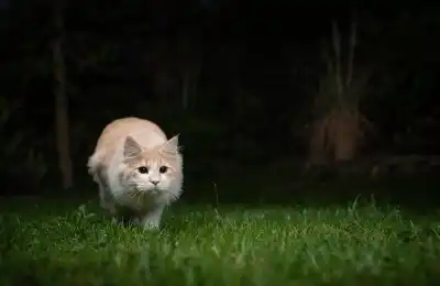 What Do Cats Dream About When They Twitch?