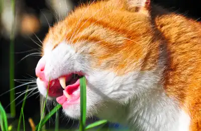 orange cat eating grass