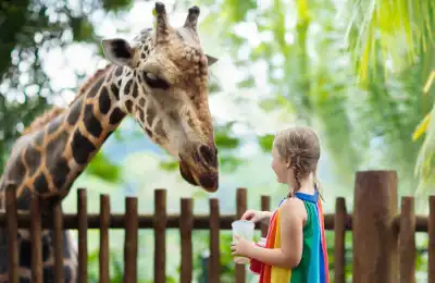Is it Good or Bad Luck to See a Giraffe?