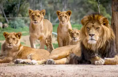 Cultural Interpretations of Lions in Dreams