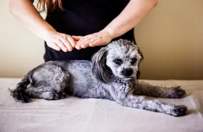 Dog reiki