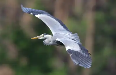 What Does It Mean When Herons Appear Near Your Home?