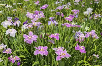 two february birth flowers