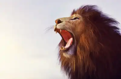 lion symbol