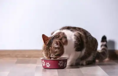 Can Diet Affect Cat Hair Matting
