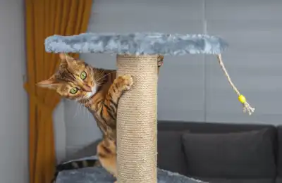 Cat playing on a scratching post