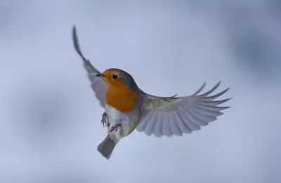How to Know if a Robin is Your Spirit Animal