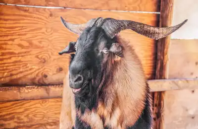 Baphomet goat